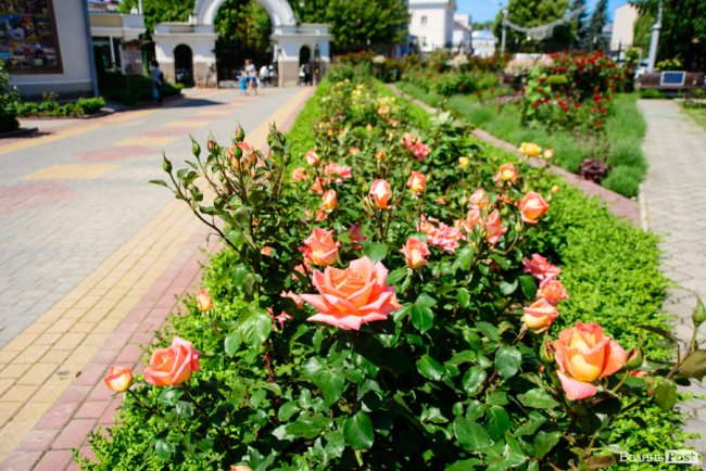 Літні пахощі: головний собор Луцька тоне в трояндах. ФОТОРЕПОРТАЖ