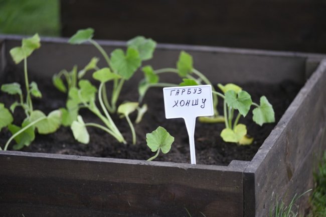 Як у луцькому зоопарку особливі дітки город садили. ФОТО