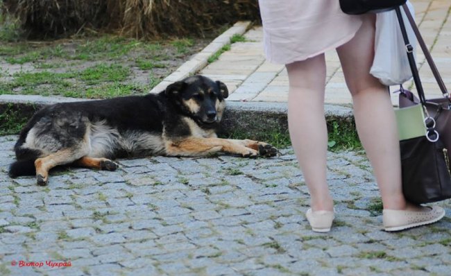 Селфі, їжа і дівчата: луцький фудфест на фото