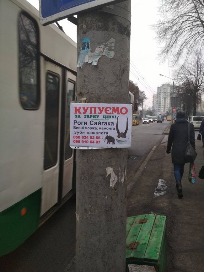 Куплю бивні мамонта, зуби кашалота: дивні оголошення в Луцьку