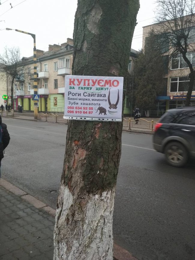 Куплю бивні мамонта, зуби кашалота: дивні оголошення в Луцьку