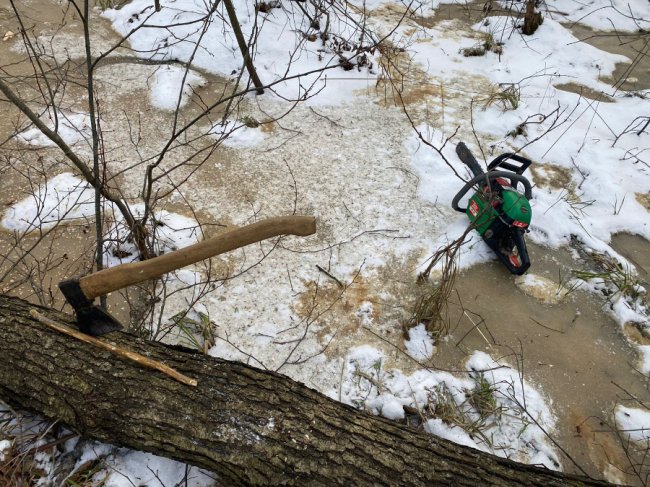 Затримали волинян, які незаконно вирубували дерева у прикордонні. ФОТО