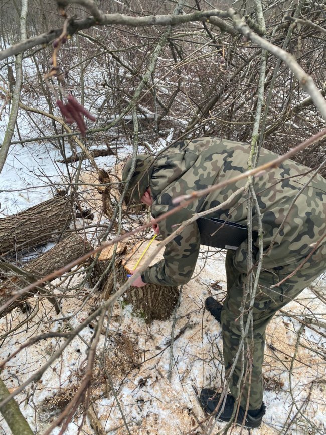 Затримали волинян, які незаконно вирубували дерева у прикордонні. ФОТО