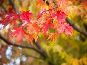 Синонтик розповіла, коли в Україні знову потепліє