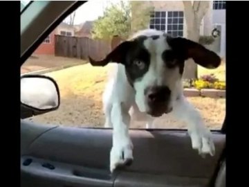 Назустріч камері: кумедне відео, як пес стрибає у машину