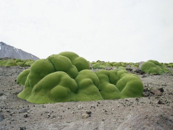 Крихітні квіткові рослини Ярета, пустеля Атакама, Чилі. Автор: Rachel Sussman