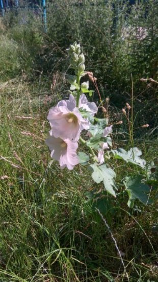 У Луцьку майдачник для воркауту обріс травою, люди просять негайно покосити 