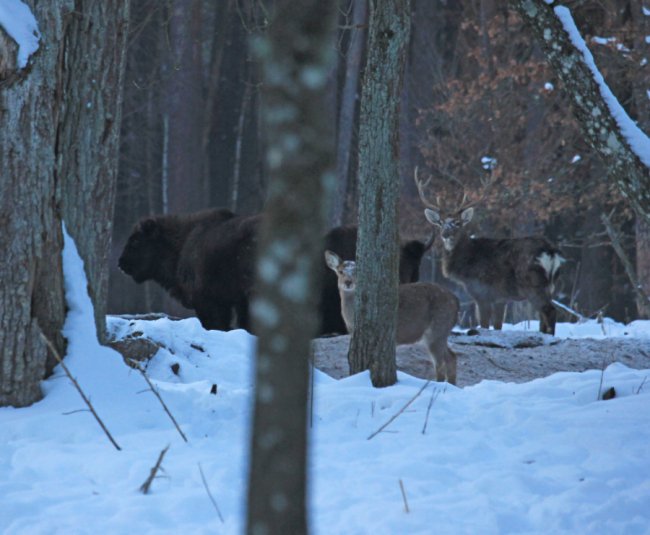 У нацпарку на Волині зафіксували два стада зубрів. ФОТО