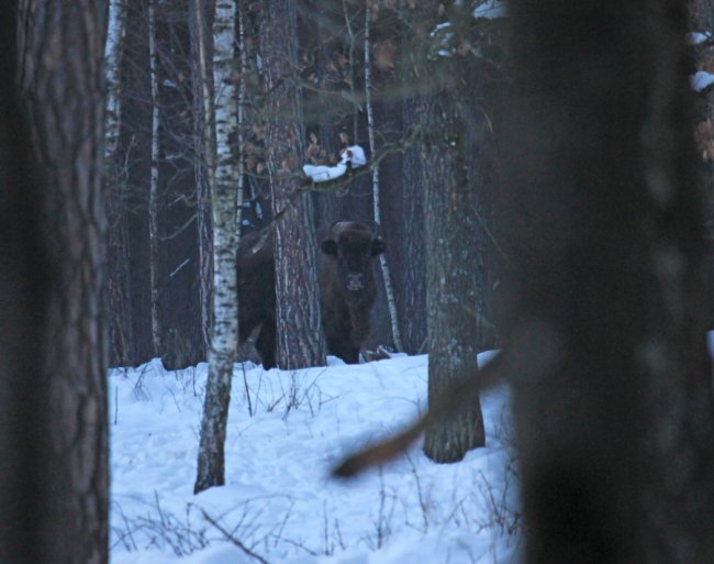 У нацпарку на Волині зафіксували два стада зубрів. ФОТО