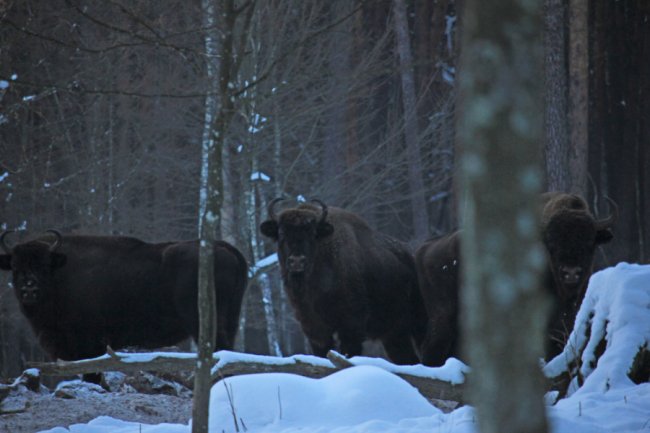 У нацпарку на Волині зафіксували два стада зубрів. ФОТО
