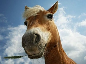 На Волині шестикласник «обчистив» магазин та вкрав коня з возом