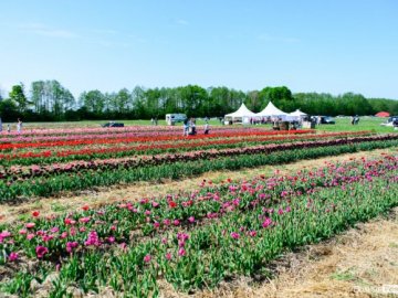 «Волинська Голландія» відкрилася після технічної перерви