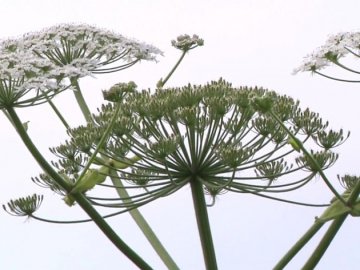 На Волині – хащі борщівника. ВІДЕО