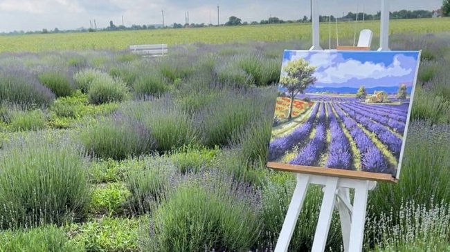 Волинянка біля Луцька засіяла лавандою гектар поля. ВІДЕО