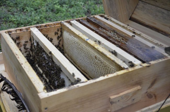 На пасіці Шацького нацпарку викачали перший мед. ФОТО