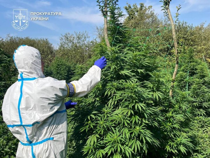 Судять банду, яка вирощувала марихуану на Рівненщині і продавала в Луцьку