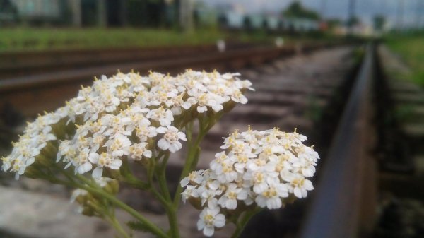 Найцікавіше за 16 липня у Інтернет-групах Луцька