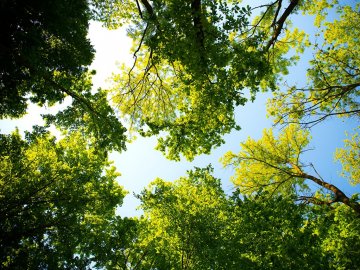 У Луцьку просять облаштувати новий сквер 