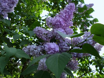 Погода в Луцьку та Волинській області на завтра, 9 травня