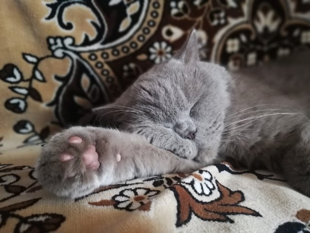 Всесвітній день домашніх тварин: волиняни показали фото і розповіли зворушливі історії своїх улюбленців