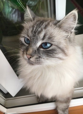 Всесвітній день домашніх тварин: волиняни показали фото і розповіли зворушливі історії своїх улюбленців