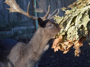 Волинські лісівники передали смаколики для мешканців Луцького зоопарку. ФОТО