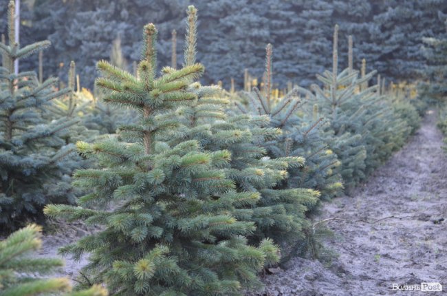 Поляків вражає робота волинських селекційних розсадників