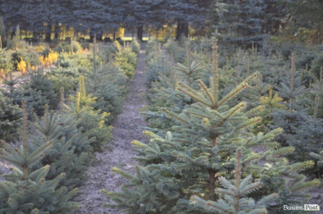 Поляків вражає робота волинських селекційних розсадників