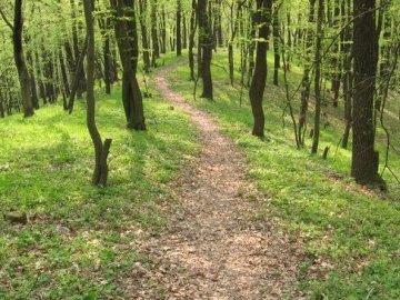 На Волині розшукують дідуся, який пішов до лісу  і не повернувся