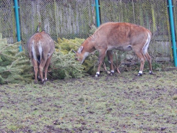Звірі Луцького зоопарку смакують викинутими новорічними ялинками. ФОТО
