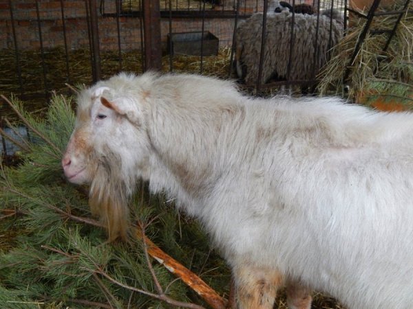 Звірі Луцького зоопарку смакують викинутими новорічними ялинками. ФОТО