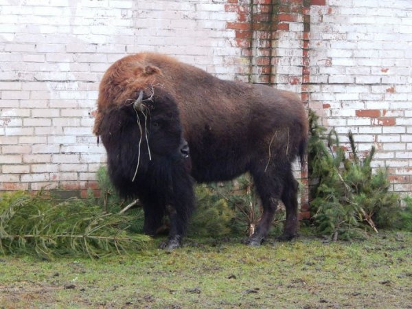 Звірі Луцького зоопарку смакують викинутими новорічними ялинками. ФОТО
