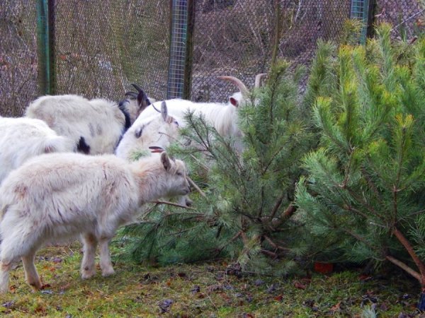 Звірі Луцького зоопарку смакують викинутими новорічними ялинками. ФОТО