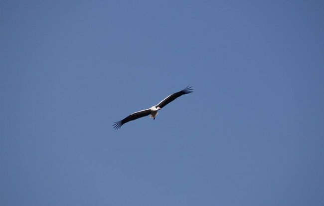 Молодий лелека позував волинському фотографу