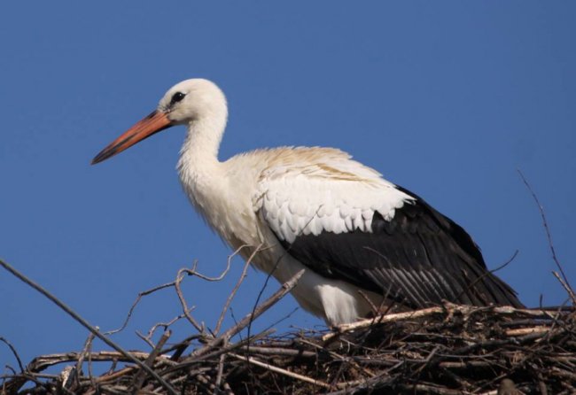 Молодий лелека позував волинському фотографу