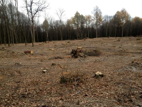 Прокуратуру просять розібратися, хто рубає ліс під Луцьком. ДОКУМЕНТ