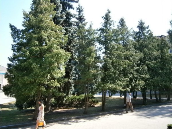 У Ковелі зріжуть 28 дерев. ФОТО