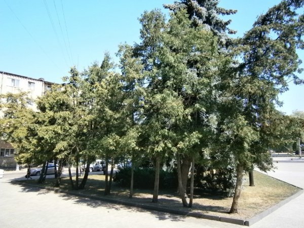 У Ковелі зріжуть 28 дерев. ФОТО