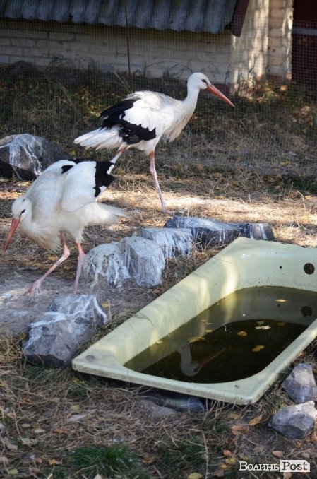 Фотопогляд: звірі луцького зоопарку