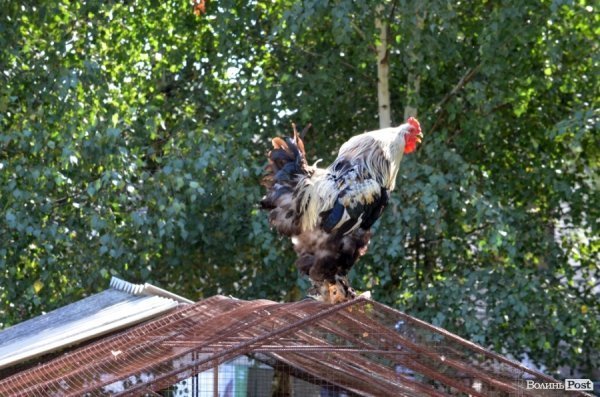 Фотопогляд: звірі луцького зоопарку