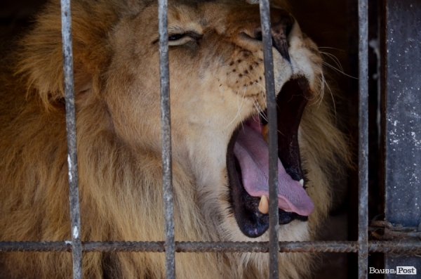 Фотопогляд: звірі луцького зоопарку