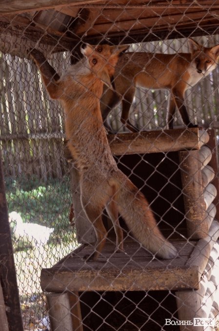 Фотопогляд: звірі луцького зоопарку