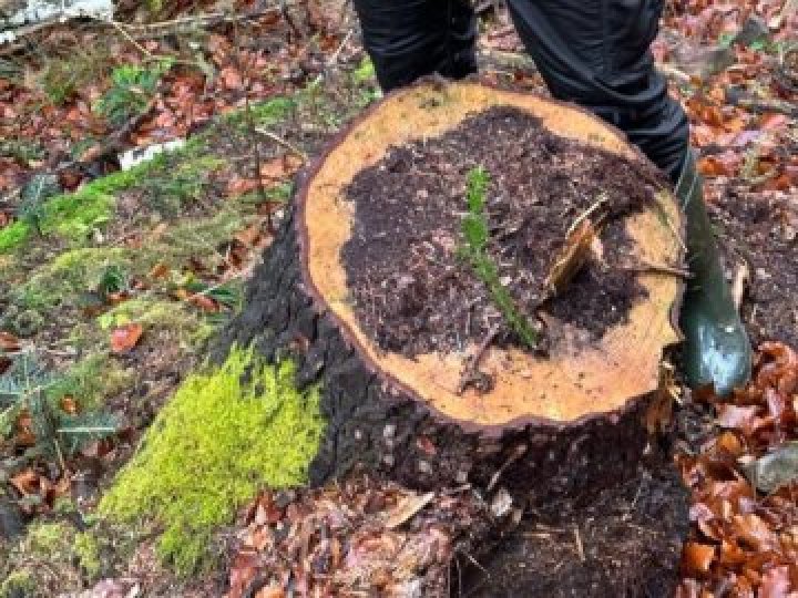 На Волині посадовця підозрюють у незаконній рубці дерев вздовж доріг