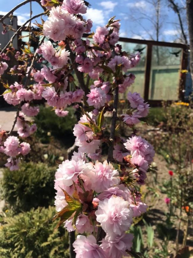 У Луцькому зоопарку зацвіла сакура. ФОТО