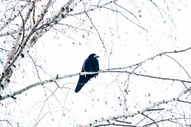 Парк 900-річчя Луцька під першим снігом. ФОТО
