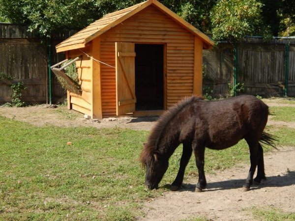 У Луцькому зоопарку з'явилися два поні. ФОТО