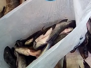 На Волині зловили людей, які продавали на ринку «незаконну» рибу