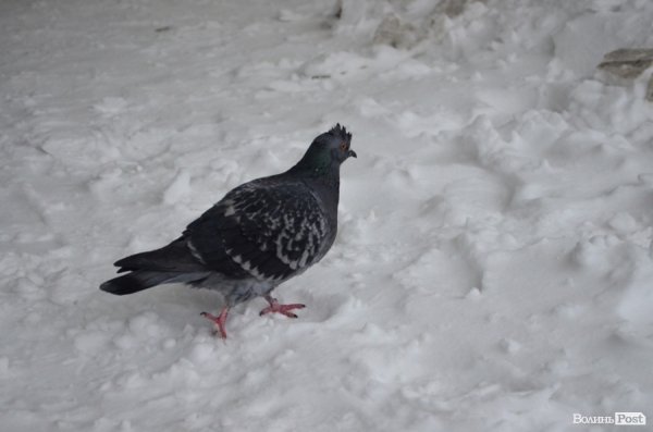 Як Луцьк замело снігом. ФОТО