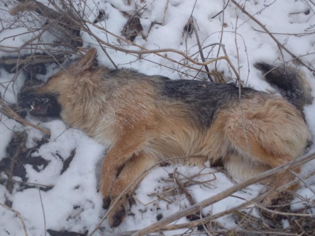 У селищі Волині – масове отруєння безпритульних псів. ФОТО 18+