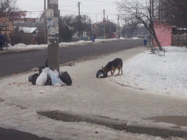 Лучан покарають за винесення сміття на тротуари